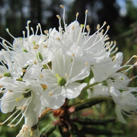 White Flowers - RukaKuusamo.com