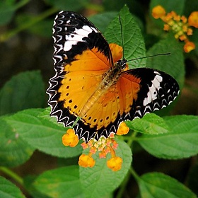 Malaysia - Penang Butterfly Gardens - 07 - mckaysavage