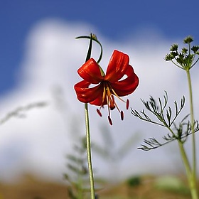 Mongolian flower - Jeroen Moes