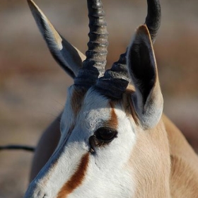 Etosha National Park, Namibia - Sara&Joachim