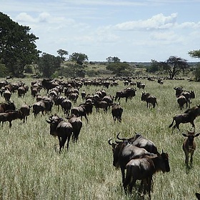 Wildebeest Migration Serengeti 20 - amanderson2