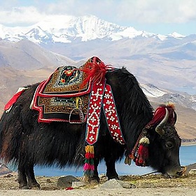 Tibet-5812 - archer10 (Dennis)