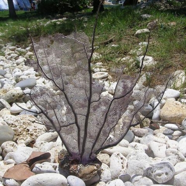 Barbados