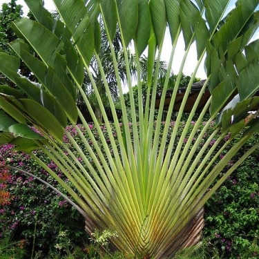 Barbados
