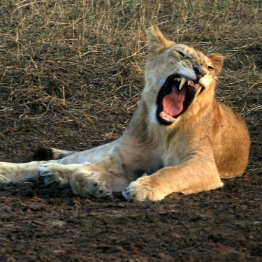 Serengeti