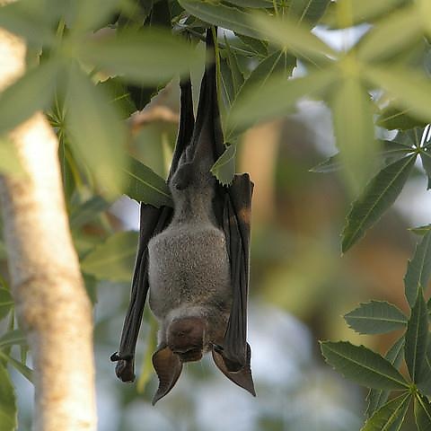 Madagascar