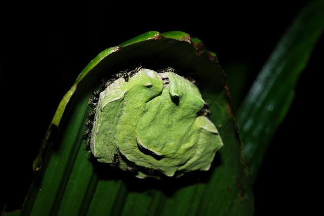 Nest