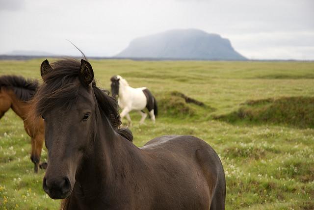 Icelandic Ponies