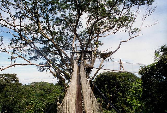Peru 1999.50 Treetops