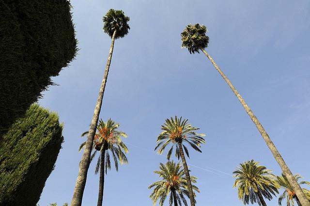Palm Trees